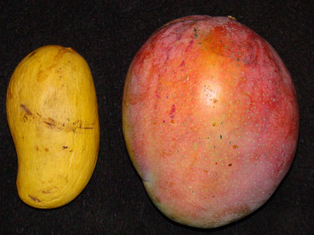 Atulfo Mango