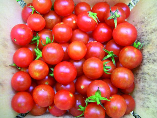 Cherry Tomoto