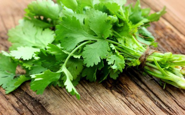 CILANTRO 1PC
