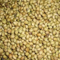 Coriender Seeds