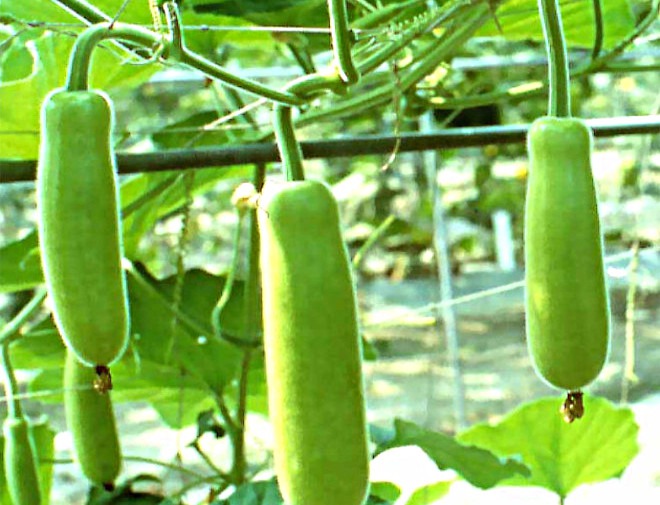Desi Long Sqush 1 Pcs