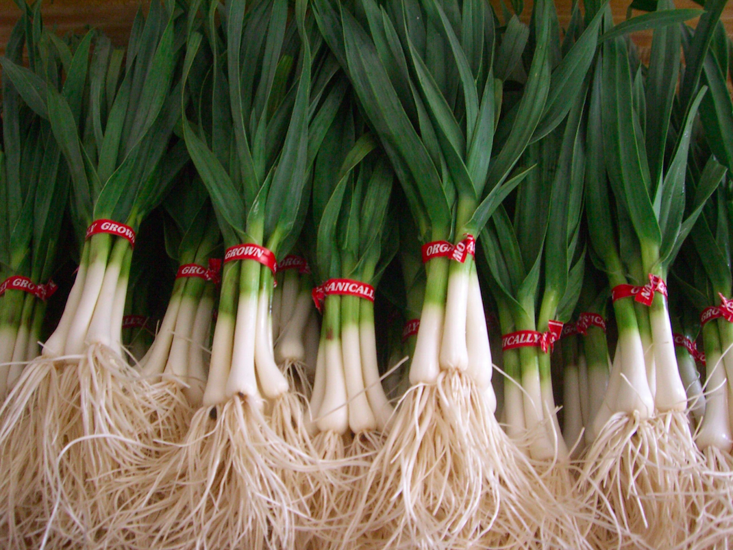 Green Garlic