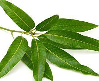 Mango Leaves