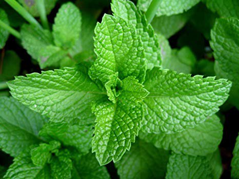 Mint Leaves 1Bunch