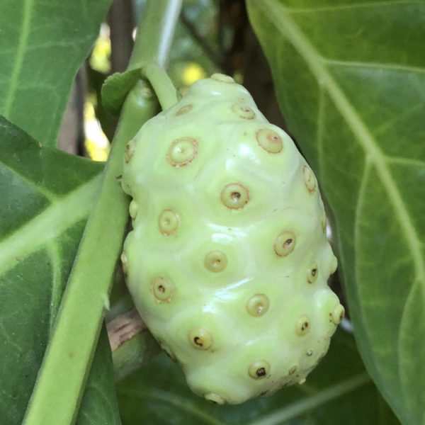 Noni Fruit