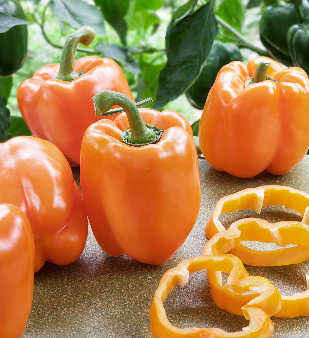 Orange Pepper