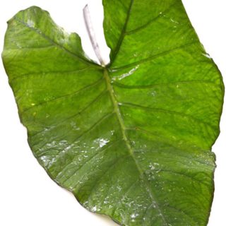 Patra Leaves