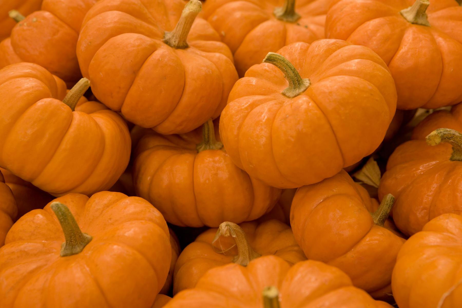 Yellow Pumpkin 1Lb