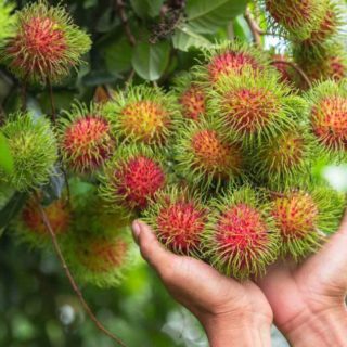Rambutan