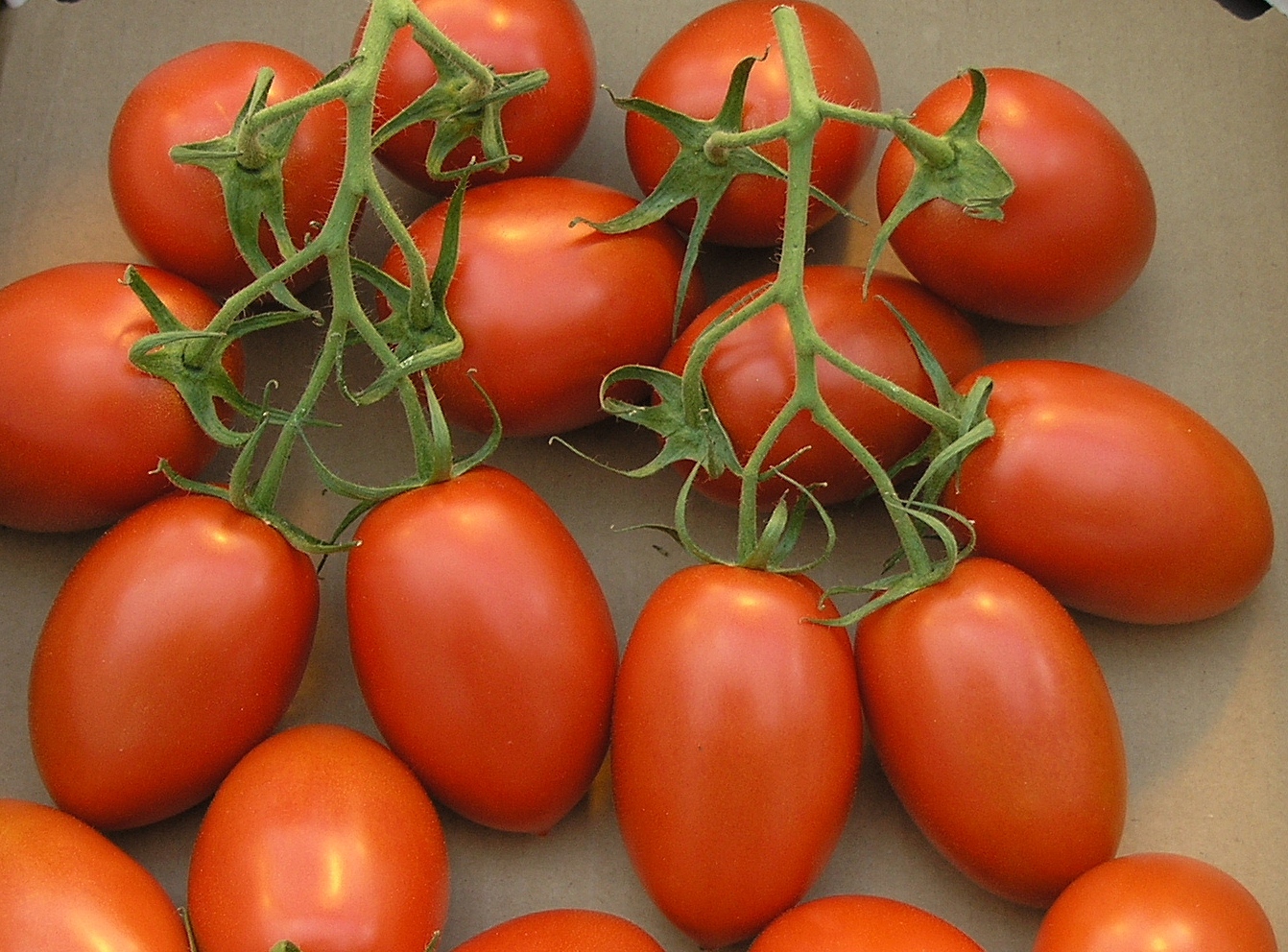Romain Tomato