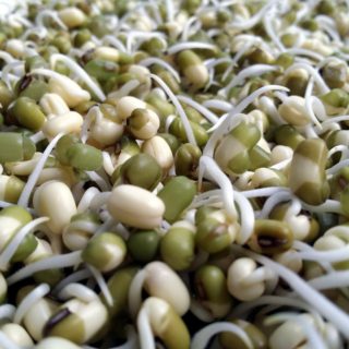 Sprout