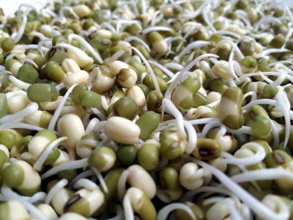 Sprout