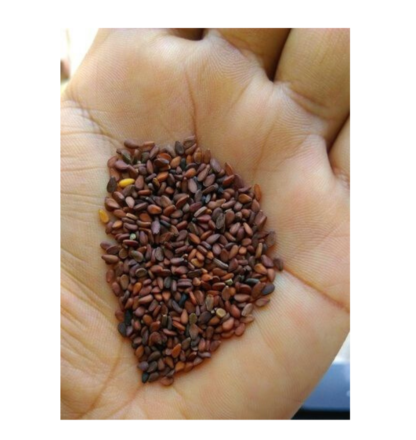 Nature Fresh Sesame Seed White 400 G
