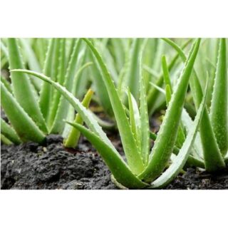 Aloevera
