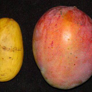 Atulfo Mango