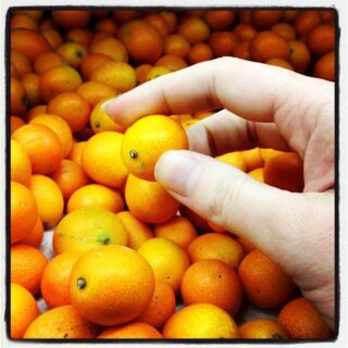 Baby Orange
