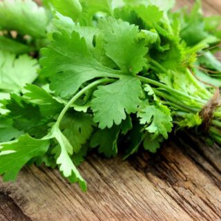 CILANTRO 1PC