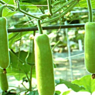 Desi Long Sqush 1 Pcs