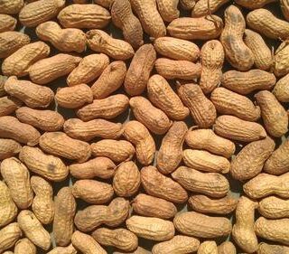 Fresh Peanut