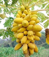 Golden Papaya