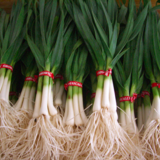 Green Garlic