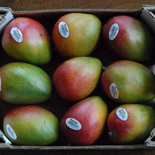 Kent Mango Box