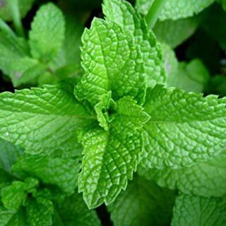 Mint Leaves 1Bunch