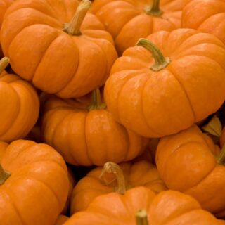 Yellow Pumpkin 1Lb