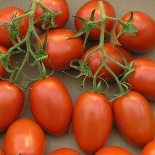 Romain Tomato