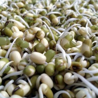 Sprout
