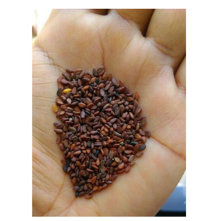 Nature Fresh Sesame Seed White 400 G